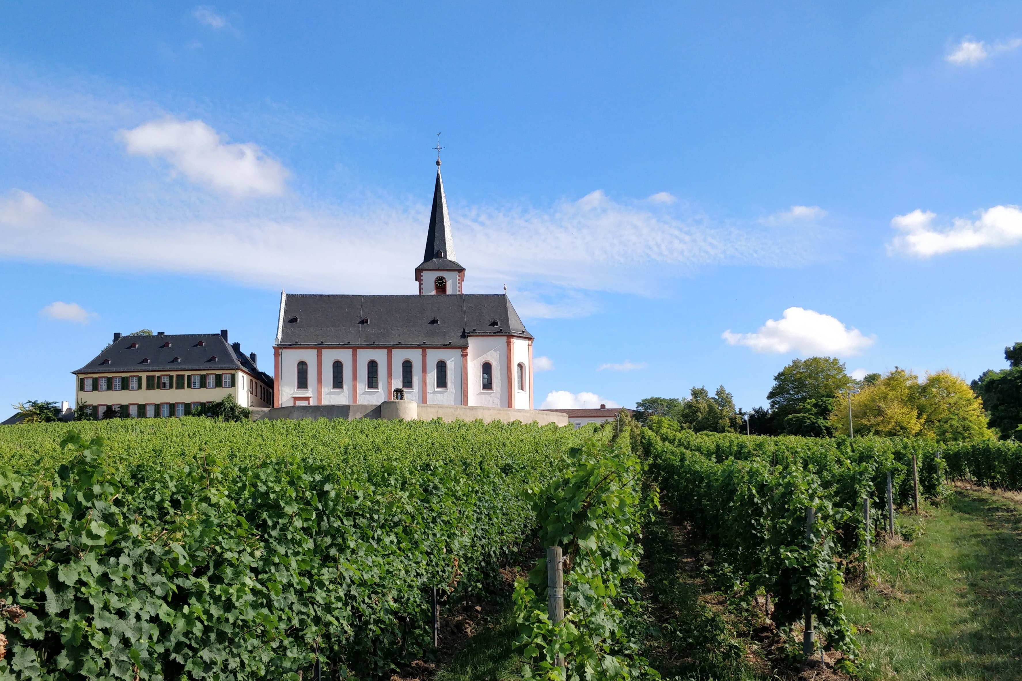 Kirche St. Peter und Paul über den Weinbergen von Hochheim am Main